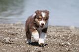 BERGER AUSTRALIEN PUPPIES 144